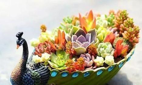 花盆改造多肉花盆,罐子多肉花盆改造