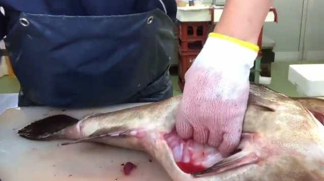 月薪三万的日本顶级厨师，处理“极品大石斑”，你觉得如何？