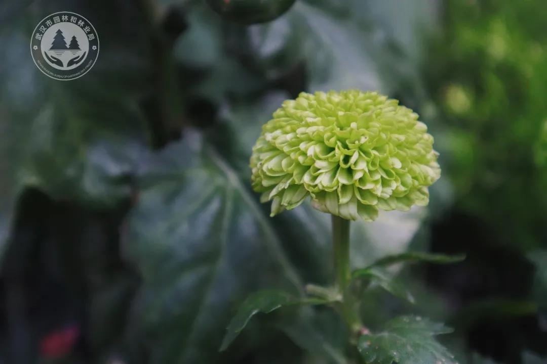 金秋时节菊展赏菊,趁着周末逛菊展