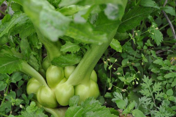 乌江榨菜厂家利润,代理榨菜利润有多少