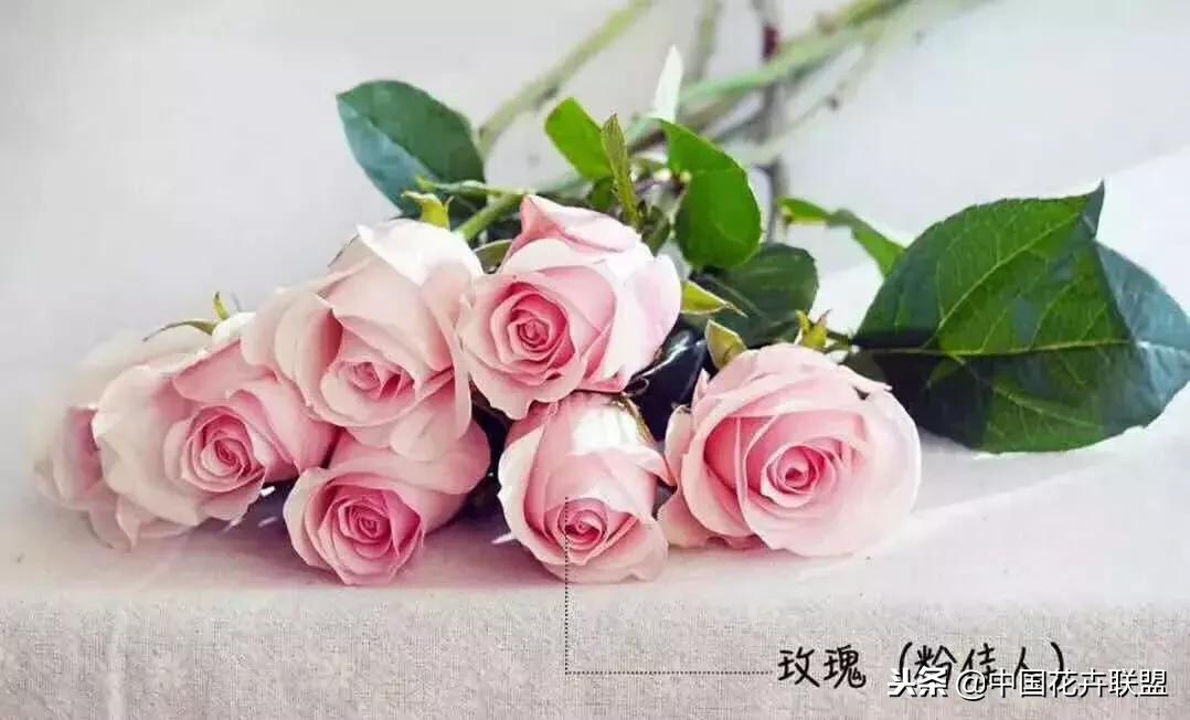 粉佳人玫瑰花苞什么颜色,粉佳人玫瑰怎么养护