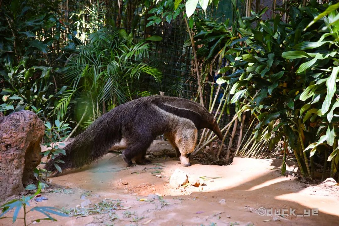 自驾长隆野生动物世界攻略,广州长隆野生动物世界旅游攻略