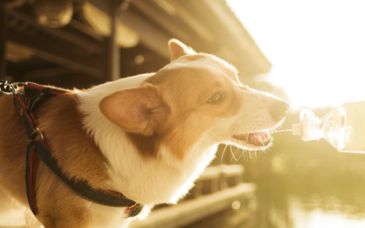 柯基犬的优点缺点有哪些,伊丽莎白女王的柯基犬怎么样了
