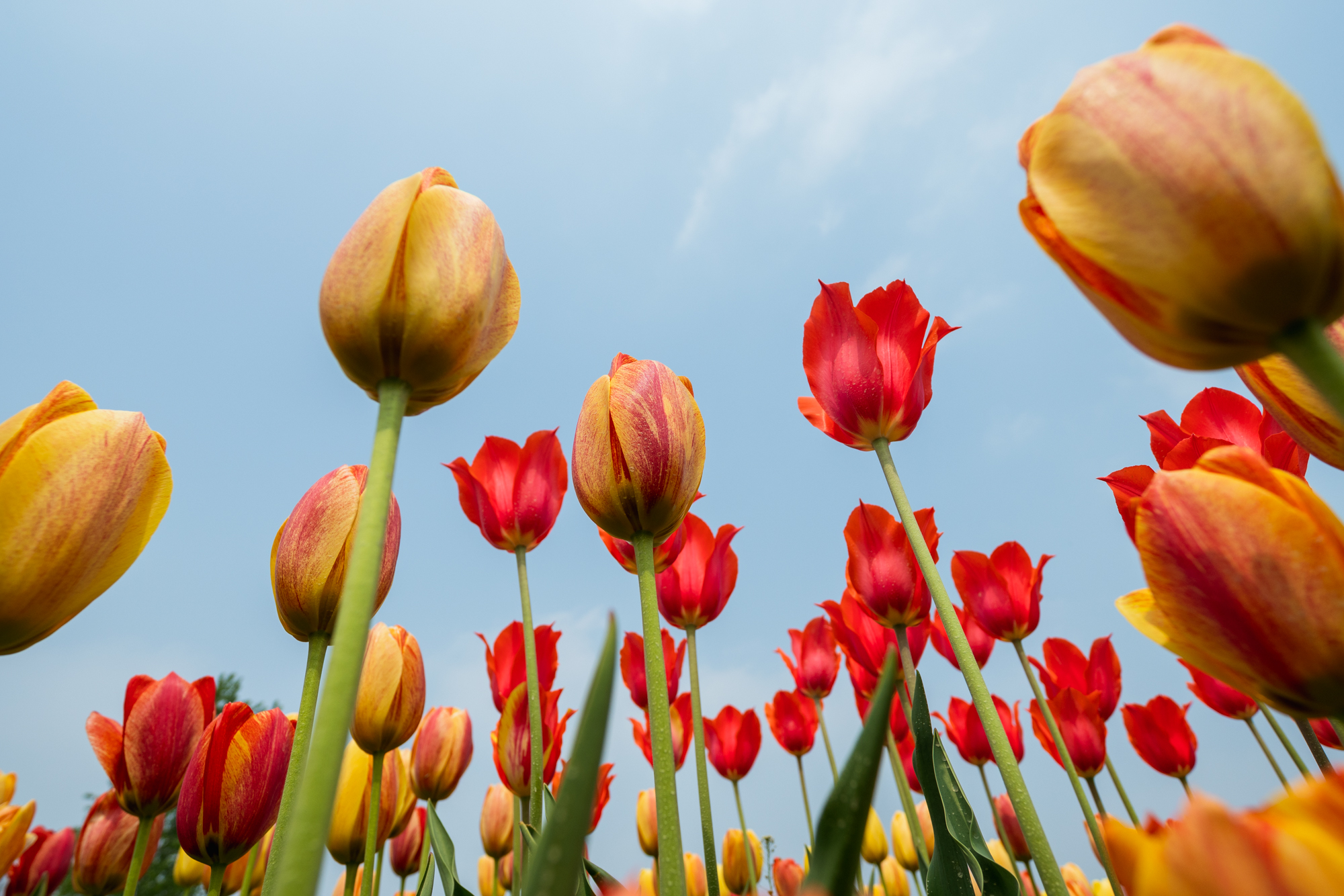 国际鲜花港郁金香,看郁金香北京国际鲜花港