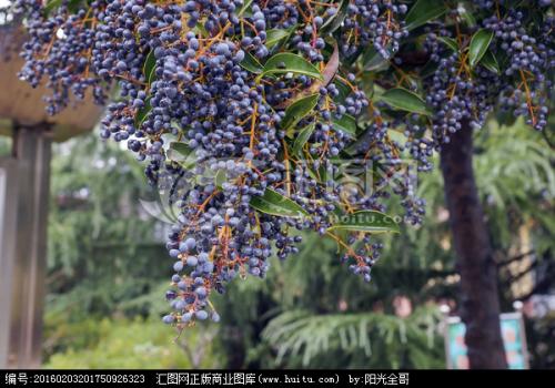 此味药材，街道边可能就有，能黑须发、强筋力、除百病、久服延年