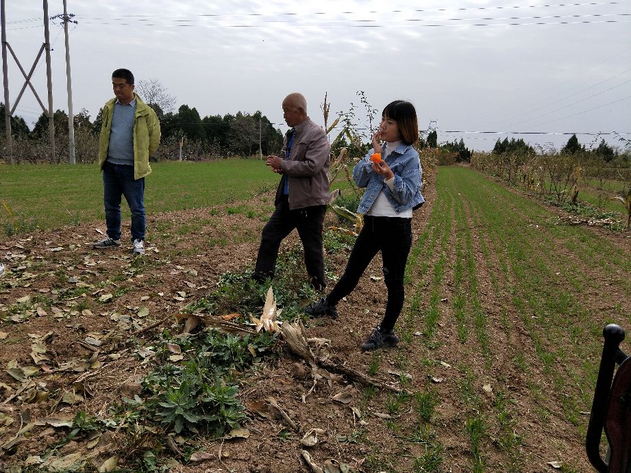 看农村是怎样采摘柿子的,采摘柿子全过程