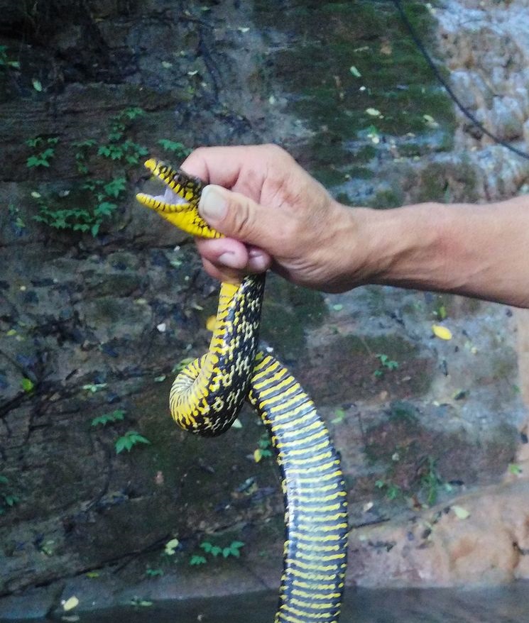 中国吞蛇吐火奇人有哪些,抓蛇高手的捕蛇方法