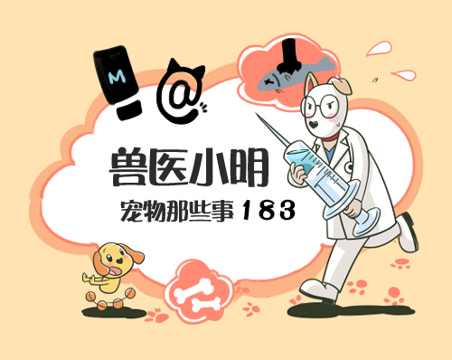 美短猫有多少种颜色,美短猫有哪些花色