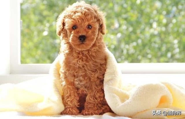 颜值小型犬,中小型犬颜值排行