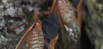 这种蝉中奇葩做了一道数学题，选择了一个让科学家想破脑袋的习性