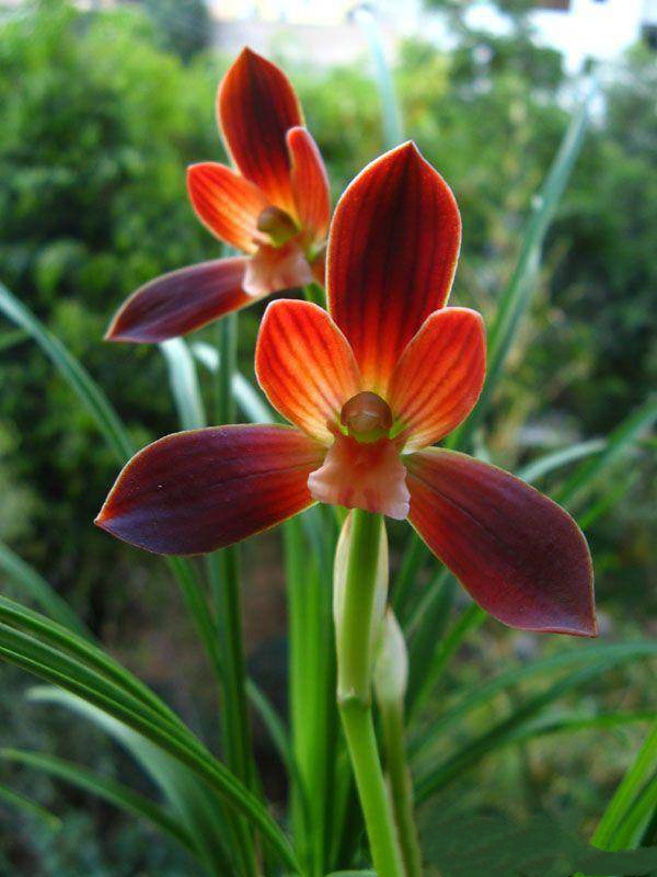 刚上盆兰花能用兰花专用营养液,兰花怎样上盆成活率高