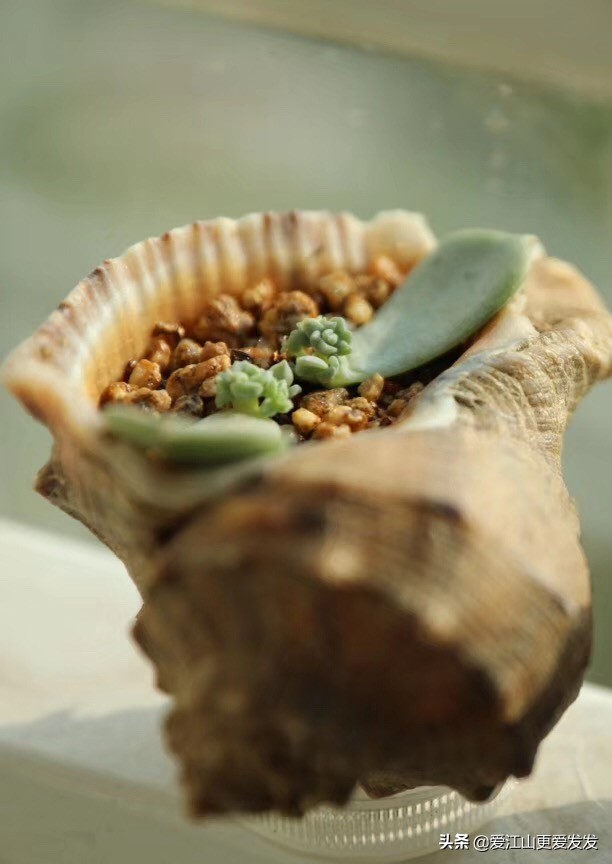 海螺贝壳多肉,生蚝壳做多肉盆