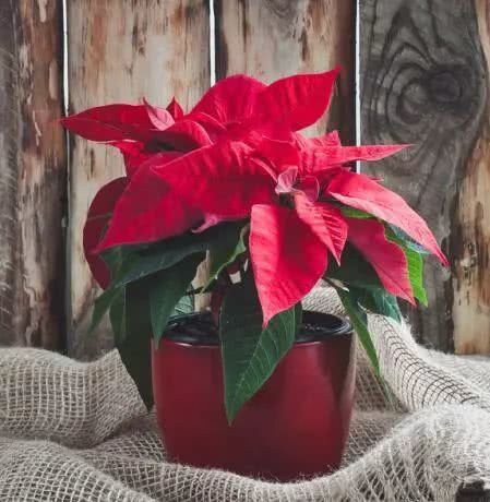 你家喜欢养的这种花居然有毒？不要放室内，更不要让小孩接触