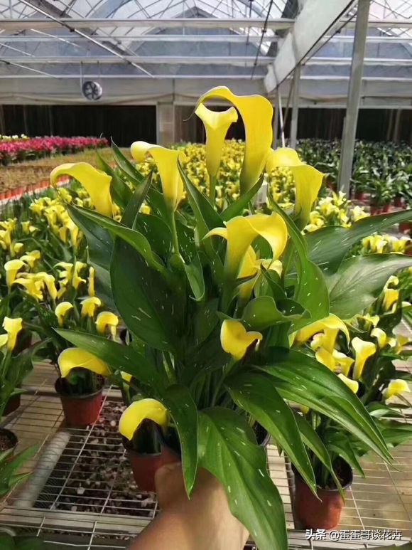 盆栽马蹄莲的养护注意事项,盆栽马蹄莲的养法图解