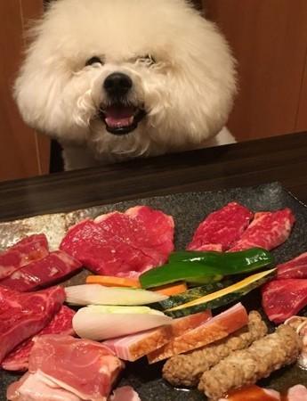 这6种狗狗很记仇别招惹它们,五种有味道的狗狗你家的上榜了吗