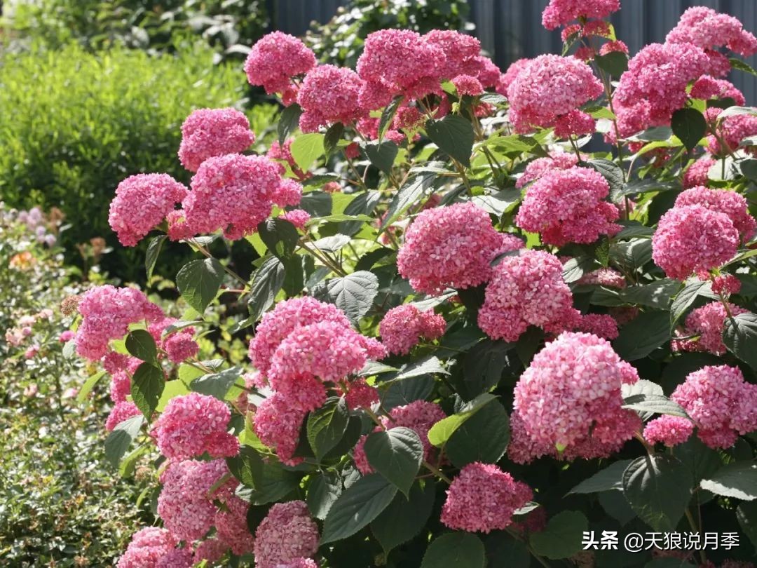 绣球季家里不缺花，全场8折迎初夏