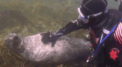 它土圆肥，却是出了名的网红