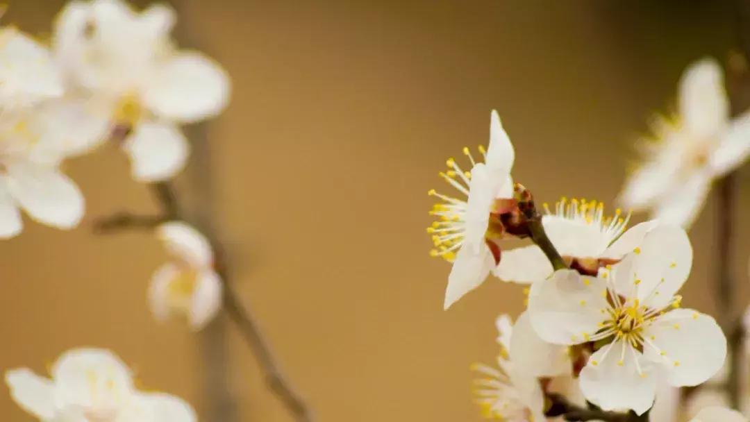 48个容易用错的成语，你肯定用错过