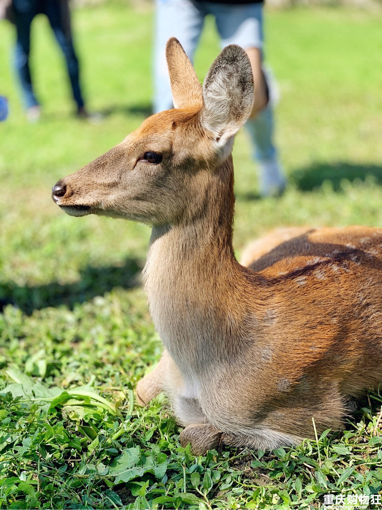 巴南三天两夜游玩攻略,下次去重庆哪里好玩