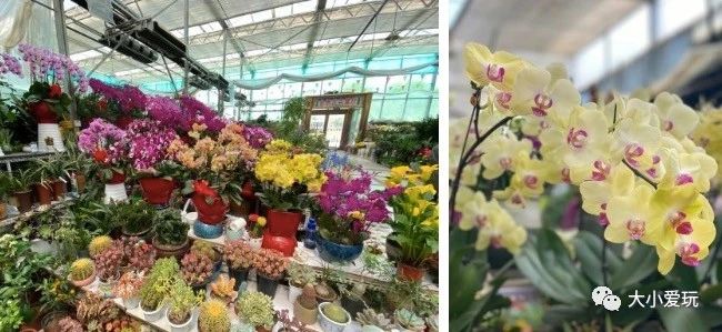 可以逛的花卉市场,值得去看的花卉市场