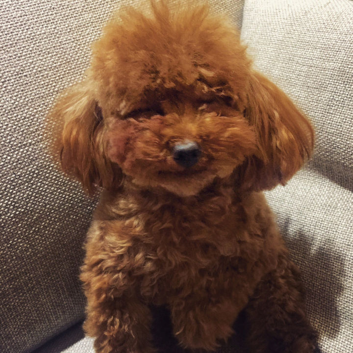 好养的7种狗狗颜值高性格好,30种常见狗狗介绍你养的是哪一种