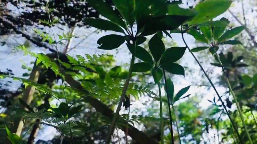 农村小伙投资种植中药材,农村种植致富项目中药材