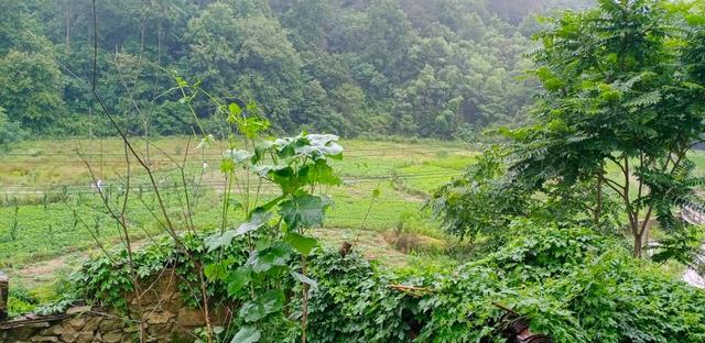 现在养鸡的成本和利润大概是多少,养鸡技术大全及利润