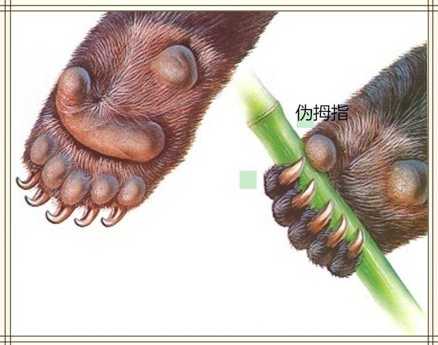 马岛猴子视频大全,马岛最厉害的动物