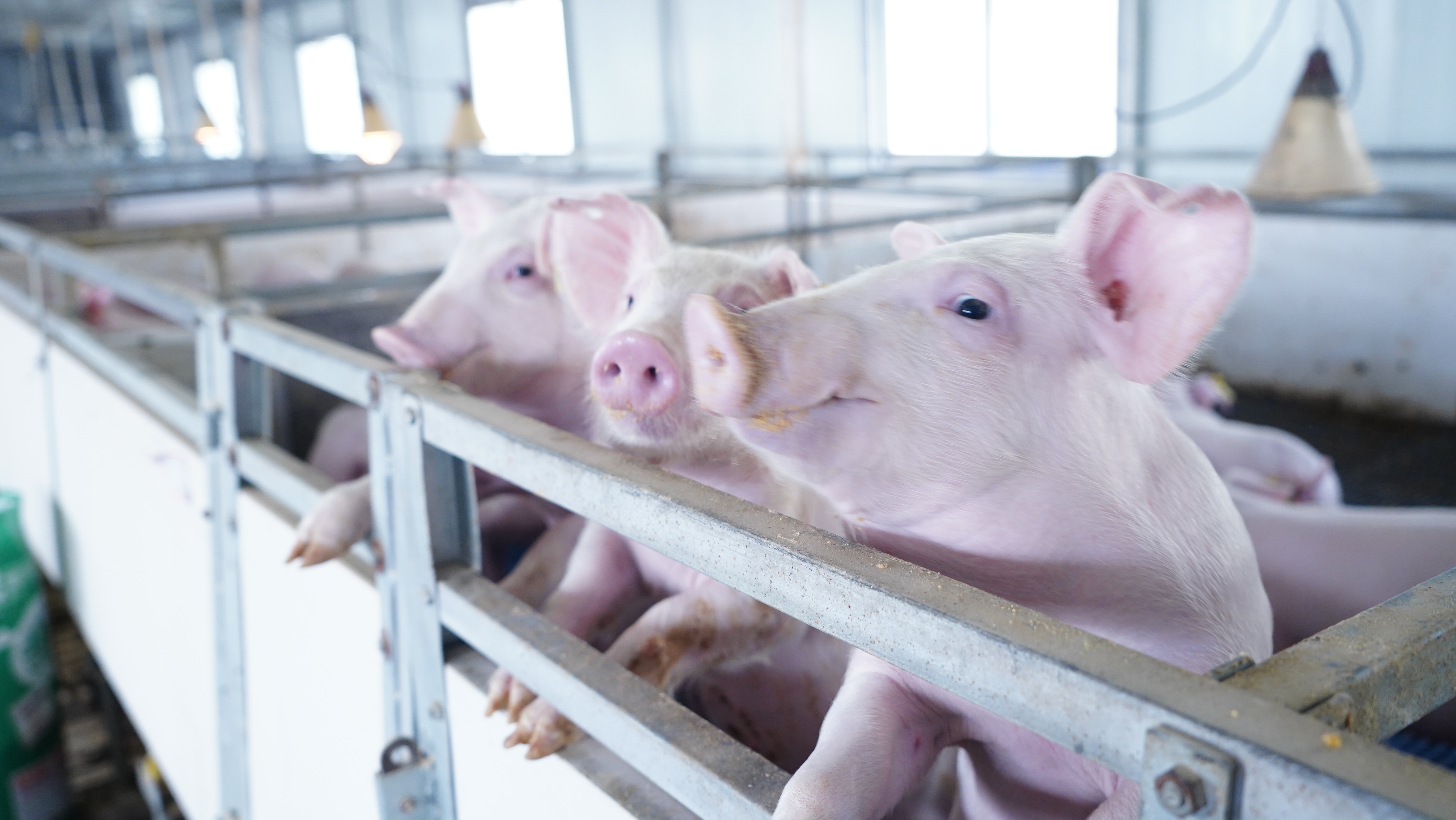 母猪产前护理之难产,母猪难产常见原因和解决对策