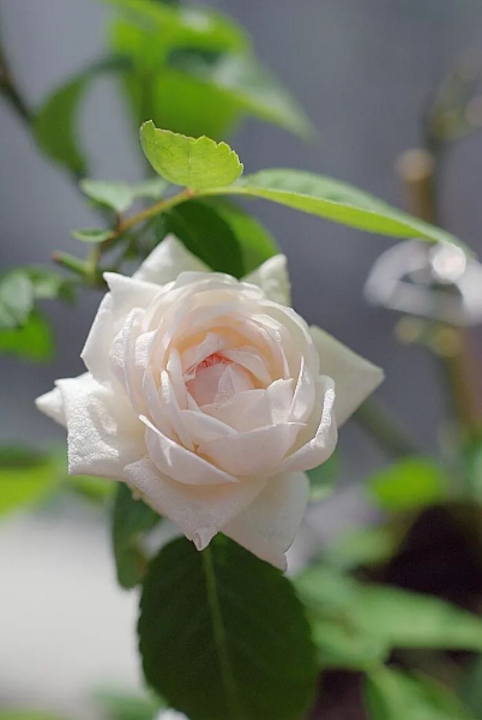 粉妆楼月季直播,粉妆楼月季在广东的表现