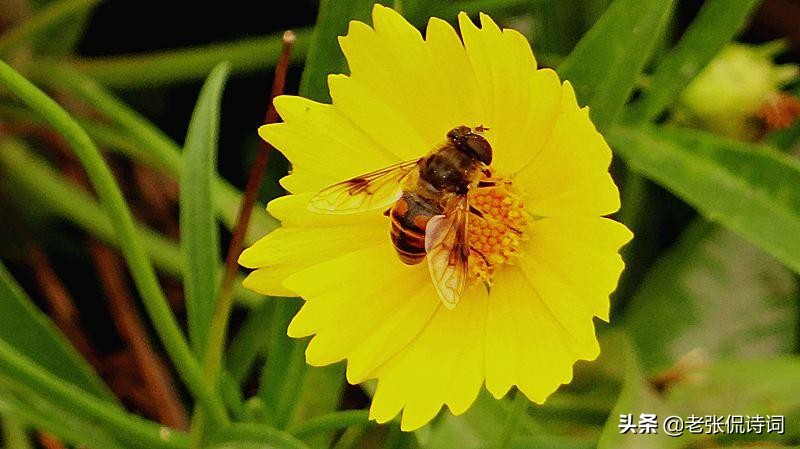 诗人看到蜜蜂采蜜，写下一首唐诗，其中却有强烈讽刺