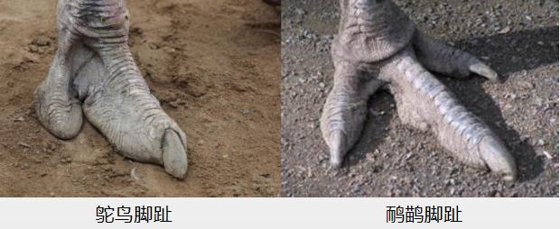 鸸鹋和鸵鸟区别,鸵鸟和鸸鹋有什么区别