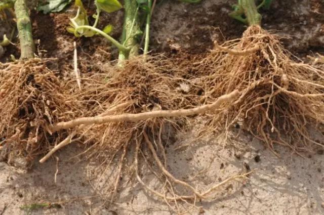 番茄的种植技术番茄有哪些虫害,番茄栽培技术番茄病虫害防治视频