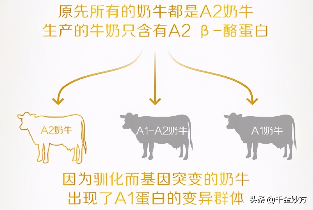 a2酪蛋白纯牛奶好喝吗,三元极致a2酪蛋白鲜牛奶怎么样