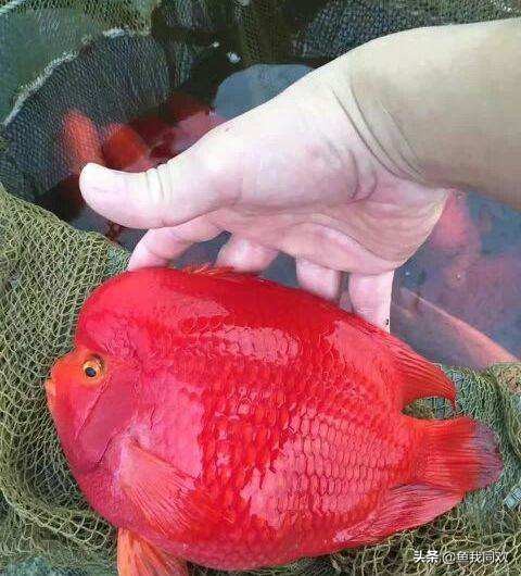 鹦鹉财神鱼养多少条好,财神鹦鹉鱼寿命多少年