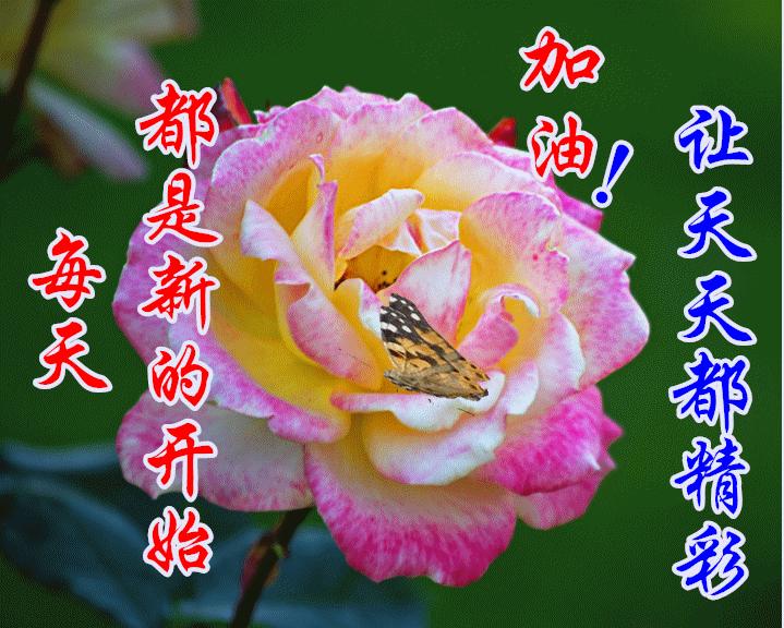 周一早安问候表情包,周末早上好表情包带字问候