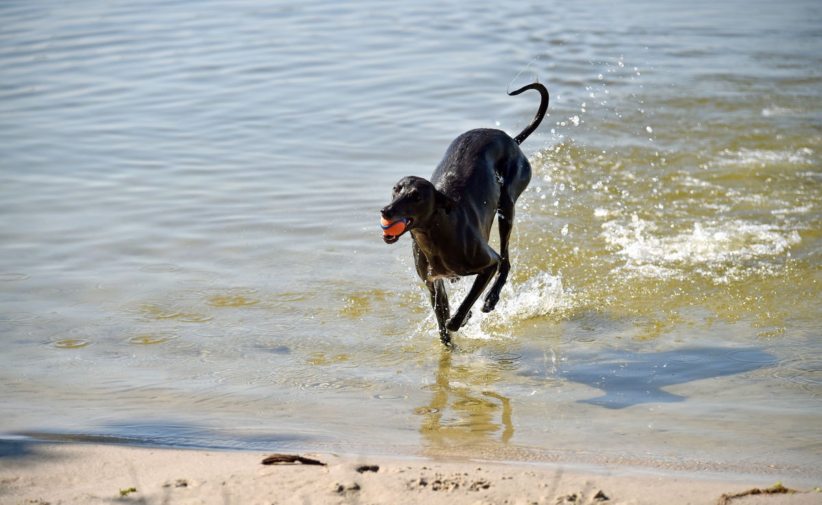 哮天犬一般用什么狗,哮天犬是什么类型的狗