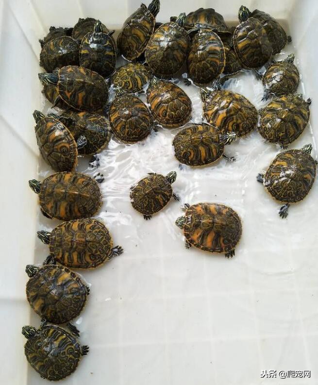一只三四厘米大小的巴西龟多少钱,巴西龟20厘米多少钱一只