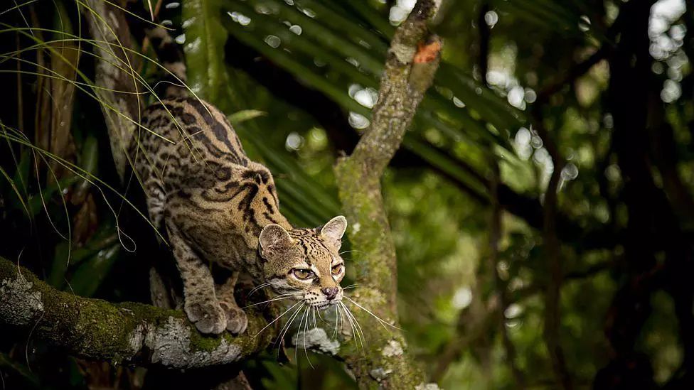 无比震撼的十部动物纪录片,15部81集顶级的自然动物纪录片