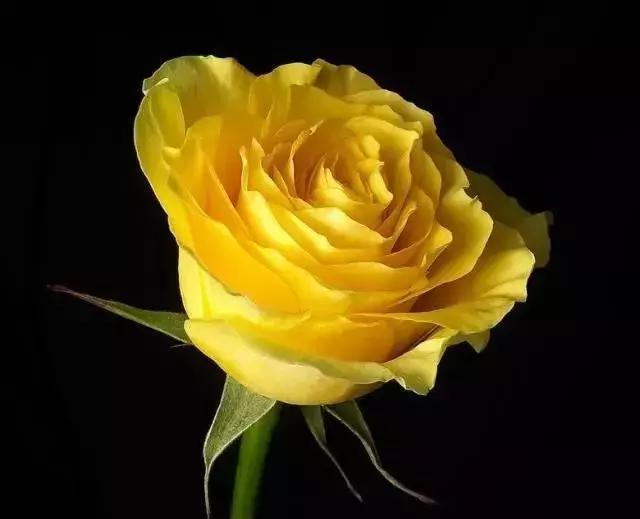 100种玫瑰品种图鉴大全,100种玫瑰品种图解