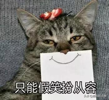 养了5年的猫居然让我丢掉,养了五年的猫很想把它扔了