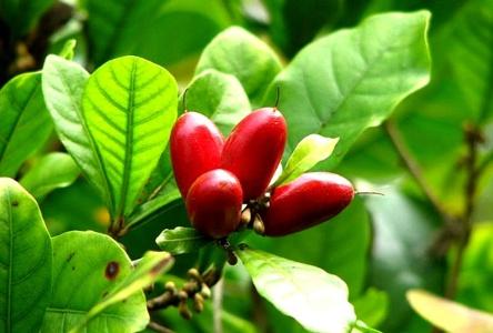 全球10种奇异水果，神秘果不知打动多少吃货的心