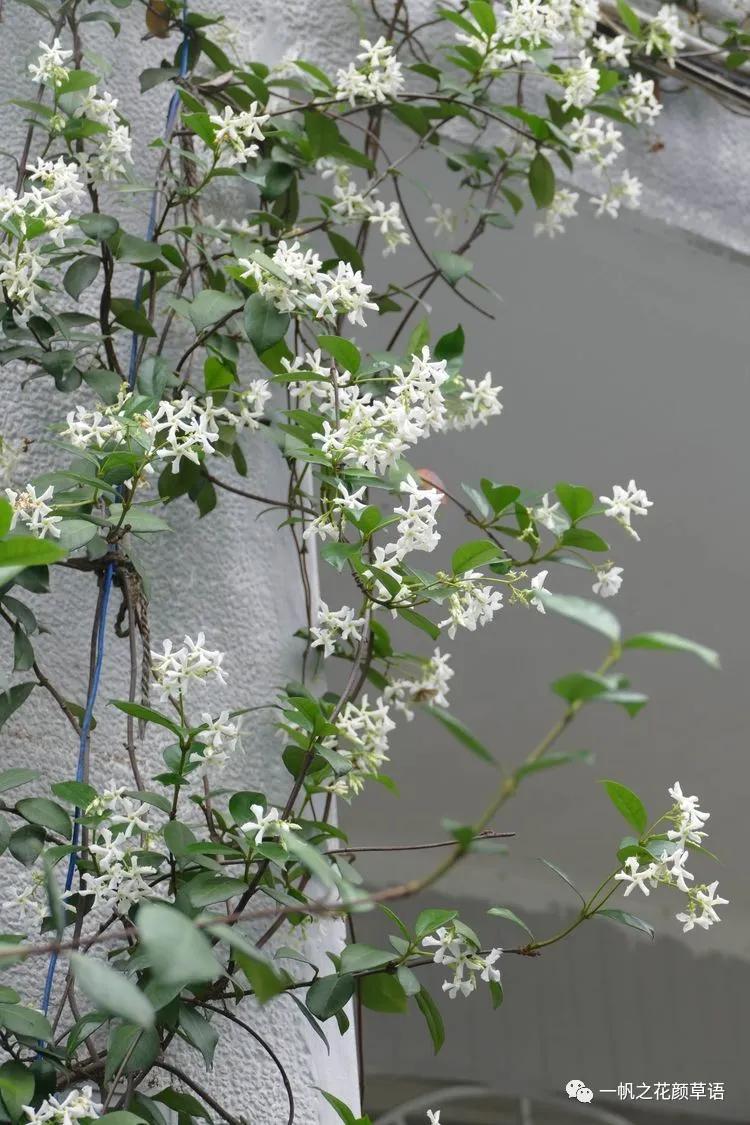 络石（Trachelospermumjasminoides）
