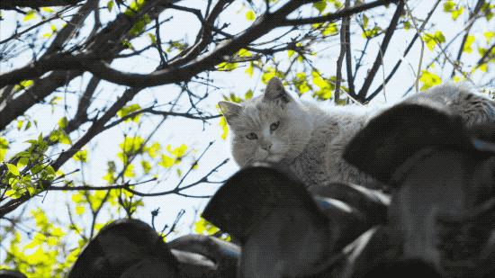 北京姑娘在西藏开民宿,北京姑娘在云南开民宿