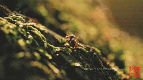 杭州西湖美景跟古诗里的一样迷人,杭州灵隐寺烟雨江南