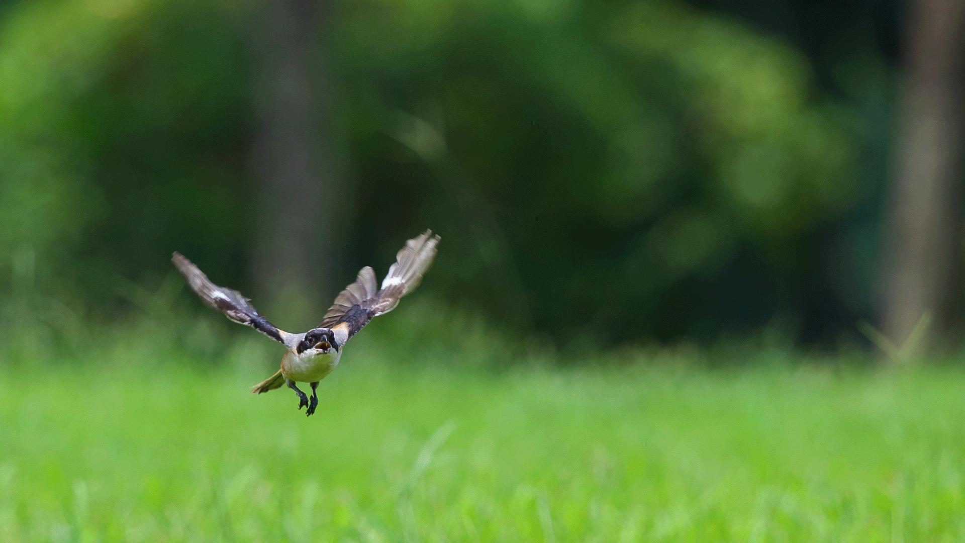 用摄影照片组成的动画