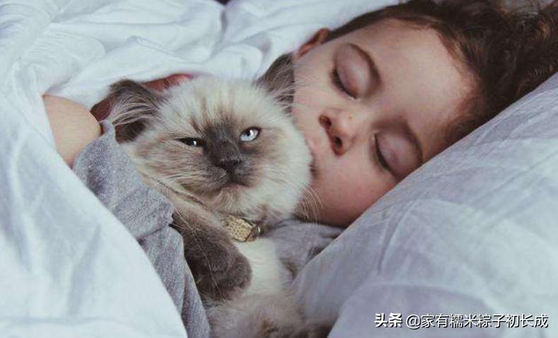 挑选猫咪时聪明人会避开这7种猫,猫主子不亲人