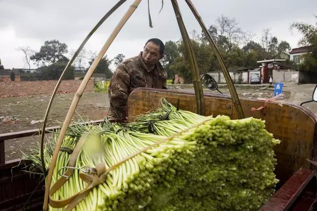 鍐滄潙钂滆柟鐐掕倝,鍐滃钂滆柟鐐掕倝
