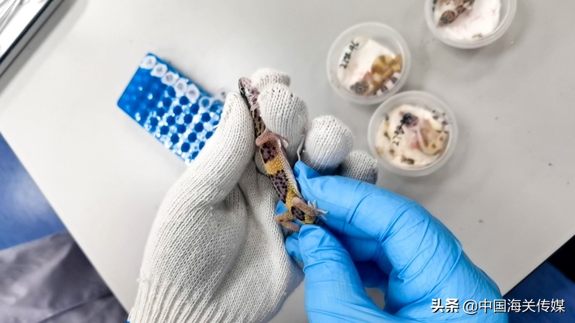 外国宠物怎么买卖,异国宠物交易背后的真相