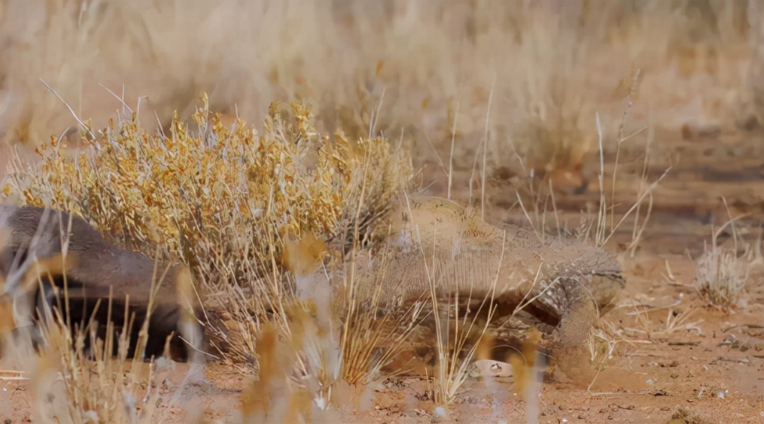 蜜獾吞食毒蛇视频,克星蜜獾专门咬很凶猛的毒蛇